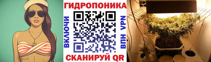 Конопля сатива  Кадников 